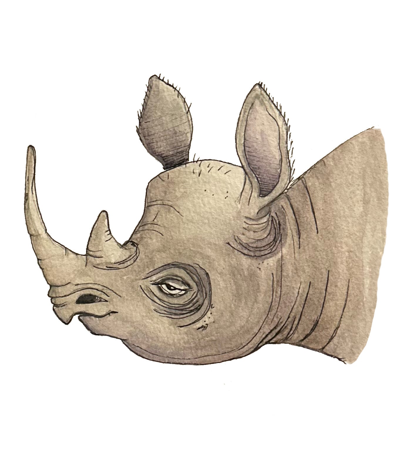 Rhino